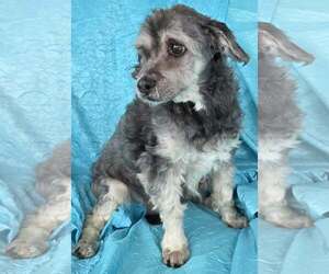 Chewy - Male Havanese-Lowchen Mix Dog for Adoption - Photo #3