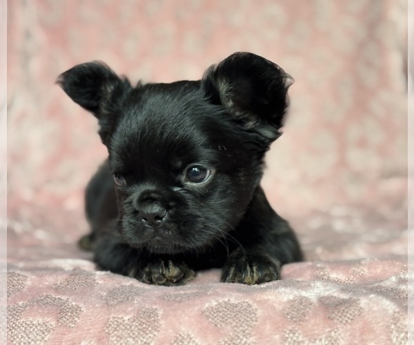 Medium Photo #6 French Bulldog Puppy For Sale in NEWTON, NJ, USA