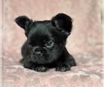 Small #5 French Bulldog
