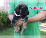 Small #2 America Bandogge Mastiff