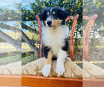 Small #6 Collie