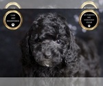 Small #5 Poodle (Toy)