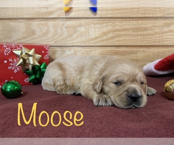 Medium Photo #7 English Cream Golden Retriever Puppy For Sale in DEARBORN, MO, USA