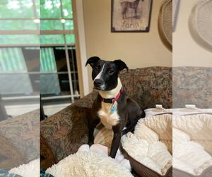 American Pit Bull Terrier-Unknown Mix Dogs for adoption in Rockaway, NJ, USA