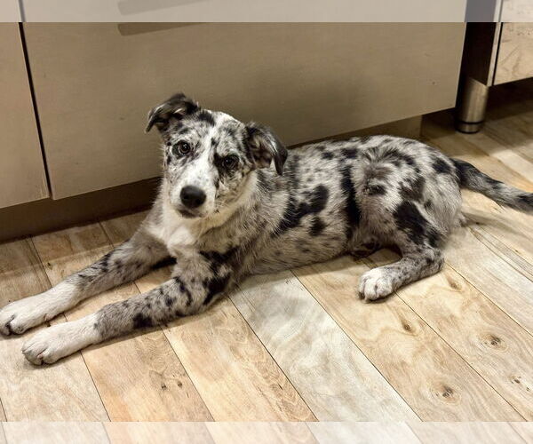 Medium Photo #1 Mutt Puppy For Sale in Paso Robles, CA, USA