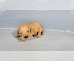 Puppy Bingo Golden Retriever