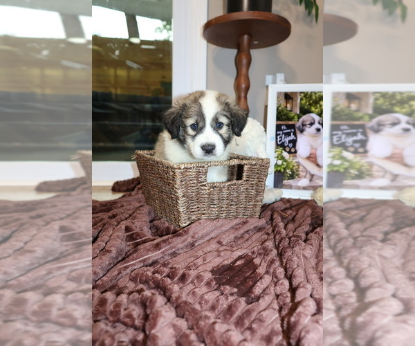 Medium Photo #6 Aussie Pyrenees Puppy For Sale in LEXINGTON, SC, USA