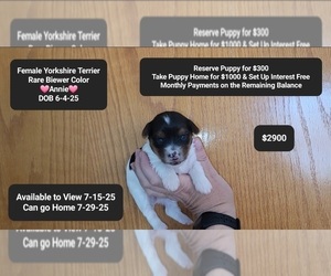 Yorkshire Terrier Puppy for sale in TUCSON, AZ, USA