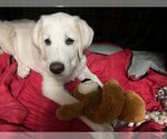 Small Photo #5 Great Pyrenees Puppy For Sale in Bend, OR, USA