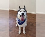 Small #7 Siberian Husky