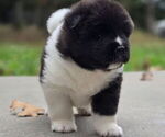 Small #2 Akita