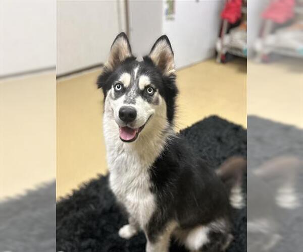 Medium Photo #1 Siberian Husky Puppy For Sale in Chula Vista, CA, USA