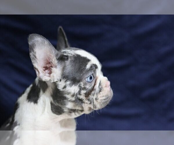 Medium Photo #3 French Bulldog Puppy For Sale in COUNTRY PARK ACRES, NC, USA