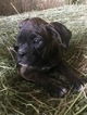 Small Photo #25 Boxer Puppy For Sale in AFTON, WY, USA