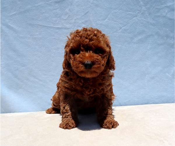 Medium Photo #1 Poodle (Toy) Puppy For Sale in LOS ANGELES, CA, USA