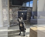 Small Photo #1 Presa Canario Puppy For Sale in PHILADELPHIA, PA, USA
