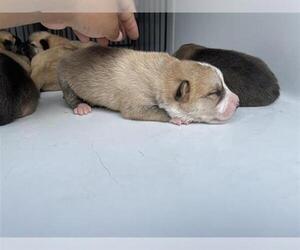 Labrador Retriever Dogs for adoption in Houston, TX, USA