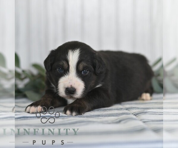 Medium Photo #4 Miniature Australian Shepherd Puppy For Sale in REBERSBURG, PA, USA