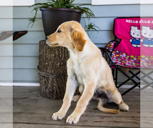 Golden Retriever Puppy for sale in WAKARUSA, IN, USA
