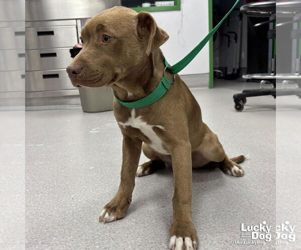 Medium Photo #2 Labrador Retriever-Unknown Mix Puppy For Sale in Washington, DC, USA