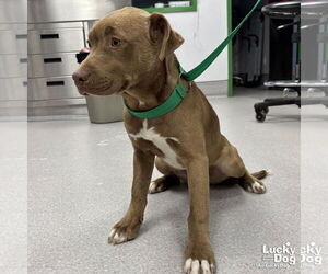 Labrador Retriever-Unknown Mix Dogs for adoption in Washington, DC, USA