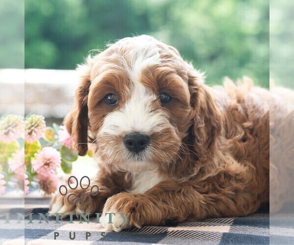 Medium Photo #1 Cavapoo (Miniature) Puppy For Sale in DORNSIFE, PA, USA
