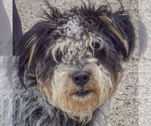 Australian Shepherd-Unknown Mix Dogs for adoption in Huntley, IL, USA