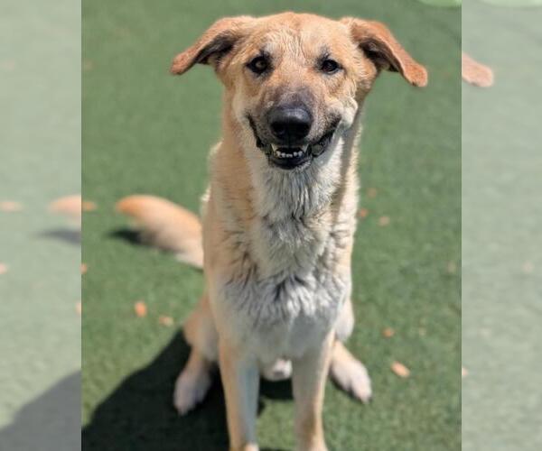 Medium Photo #7 Anatolian Shepherd-Unknown Mix Puppy For Sale in Rockwall, TX, USA