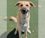 Small #6 Anatolian Shepherd Mix
