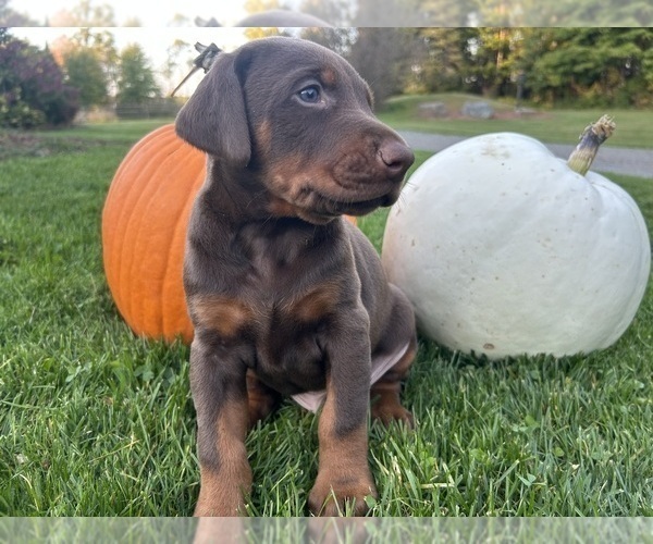 Medium Photo #5 Doberman Pinscher Puppy For Sale in WESTON, WI, USA