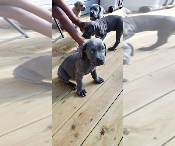 Medium Photo #1 Cane Corso Puppy For Sale in E STROUDSBURG, PA, USA