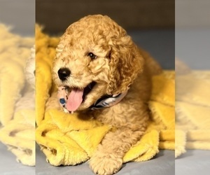 Goldendoodle Puppy for sale in TAMPA, FL, USA