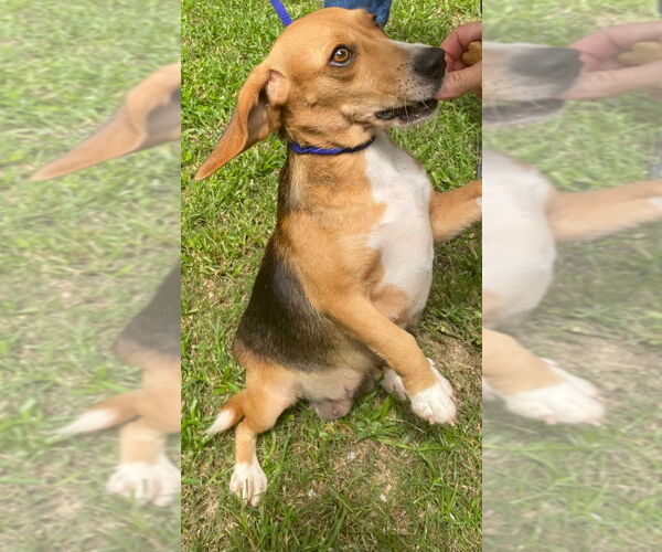 Medium Photo #2 Beagle-Unknown Mix Puppy For Sale in Canton, CT, USA