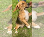Small #1 Beagle Mix