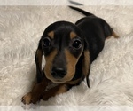 Small Photo #5 Dachshund Puppy For Sale in SELAH, WA, USA