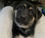 Small Photo #31 German Shepherd Dog Puppy For Sale in MERRITT IS, FL, USA