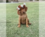 Small Photo #1 Vizsla Puppy For Sale in BAKERSFIELD, CA, USA