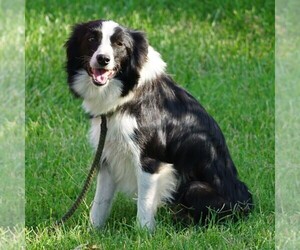 Mother of the Border Collie puppies born on 03/28/2024