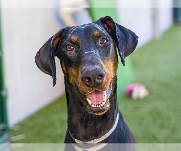 Medium Photo #1 Doberman Pinscher Puppy For Sale in Pasadena, CA, USA