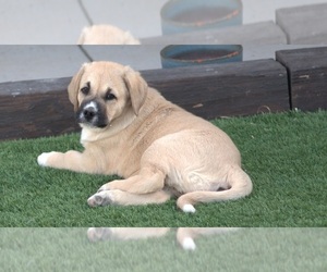 Anatolian Shepherd-Great Pyrenees Mix Puppy for sale in RENO, NV, USA