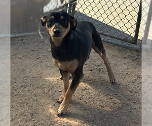 Chihuahua Dogs for adoption in Bakersfield, CA, USA