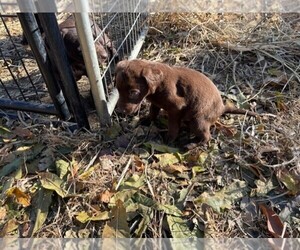 Medium Labrador Retriever