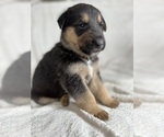 Puppy 2 Collie-German Shepherd Dog Mix