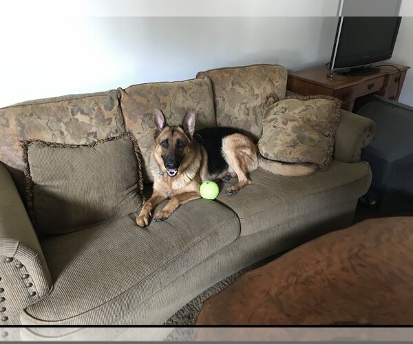 Medium Photo #4 German Shepherd Dog Puppy For Sale in  Ramona, CA, USA