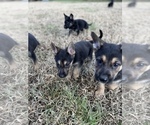 Small Photo #8 German Shepherd Dog Puppy For Sale in STAFFORD, VA, USA