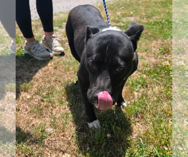 Medium Photo #1 Mutt Puppy For Sale in Yardley, PA, USA