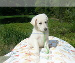 Small #1 German Shepherd Dog