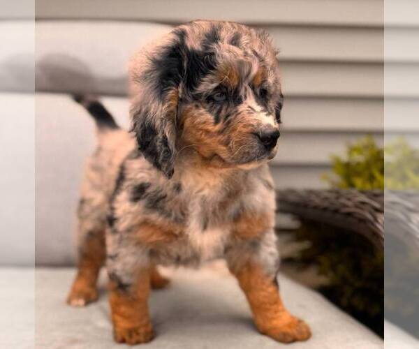 Medium Photo #2 Bernedoodle (Miniature) Puppy For Sale in GAP, PA, USA