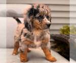Small #1 Bernedoodle (Miniature)