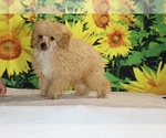 Pretzel - Male Poodle (Toy) Puppy for Sale - Photo #10
